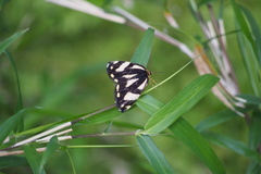 Psychostrophia melanargia
