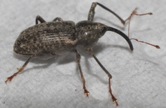 Dorytomus longimanus