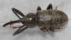 Dorytomus longimanus