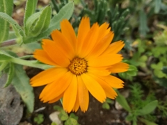Calendula suffruticosa