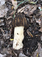 Morchella semilibera