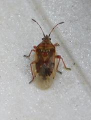 Kleidocerys resedae