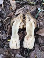 Morchella semilibera