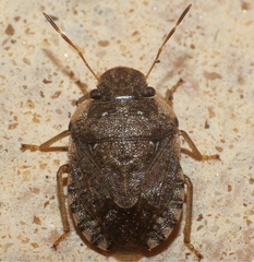 Sciocoris sideritidis