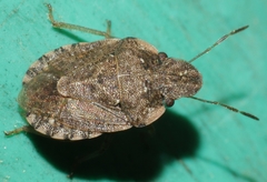 Sciocoris sideritidis