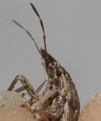 Sciocoris sideritidis