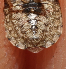Sciocoris sideritidis