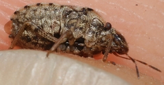 Sciocoris sideritidis