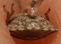 Sciocoris sideritidis