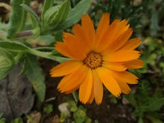Calendula suffruticosa