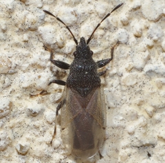 Oxycarenus hyalinipennis