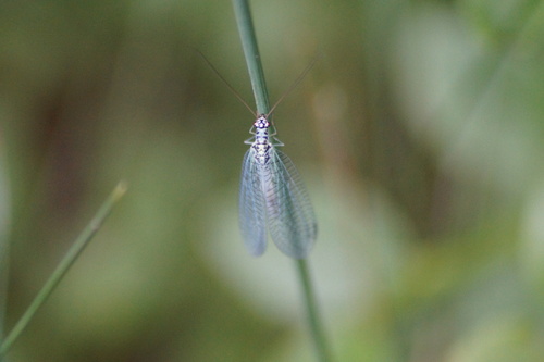 Pearly Green Lacewing photo 5