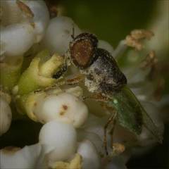 Hedriodiscus trivittatus