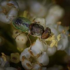 Hedriodiscus trivittatus