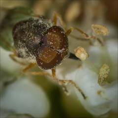 Hedriodiscus trivittatus