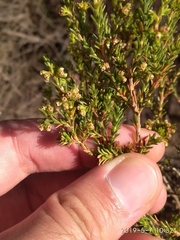 Erica axillaris