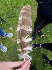 Strix aluco sylvatica