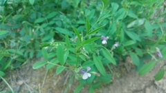 Vicia bithynica