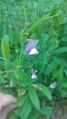 Vicia bithynica