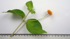 Lantana tiliaefolia