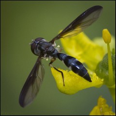 Pelecinobaccha costata