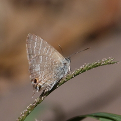 Theclinesthes miskini