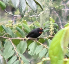 Melopyrrha violacea