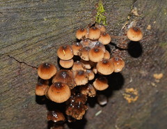 Mycena mulawaestris