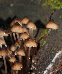 Mycena mulawaestris
