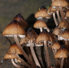 Mycena mulawaestris