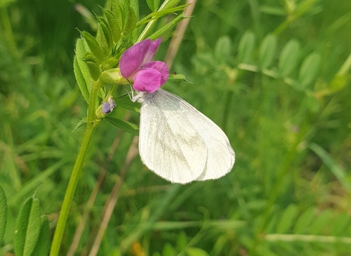 Wood White, Sint Pieter, Maastricht, Alankomaat, photo 7 of 10