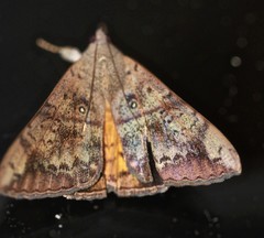 Oxyodes tricolor