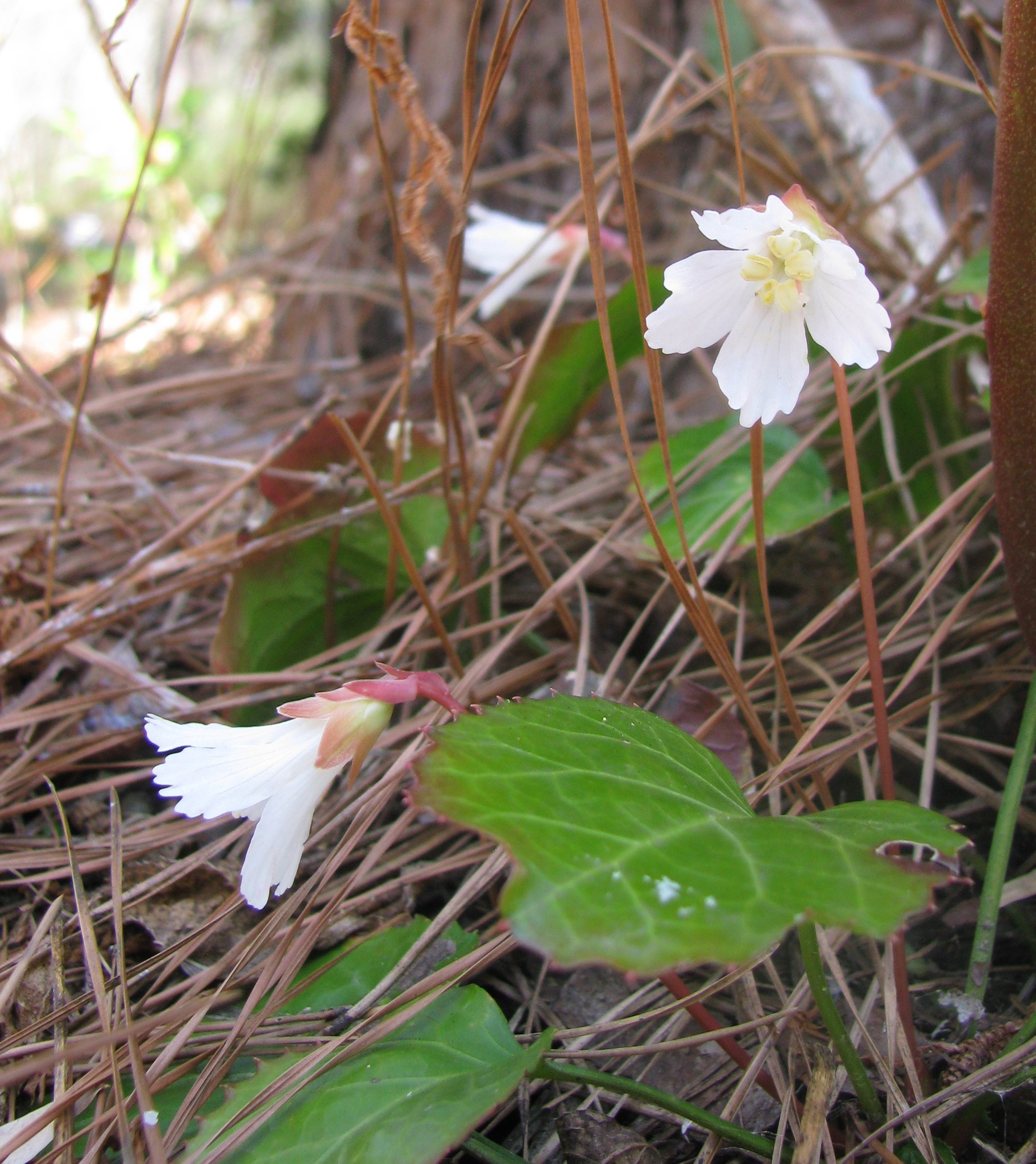 Shortia galacifolia var. galacifolia