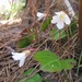 Southern Shortia - Photo (c) Arleigh Birchler, some rights reserved (CC BY-NC), uploaded by Arleigh Birchler