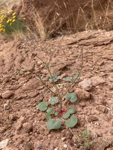 Bent two-whorl buckwheat (Stenogonum flexum)