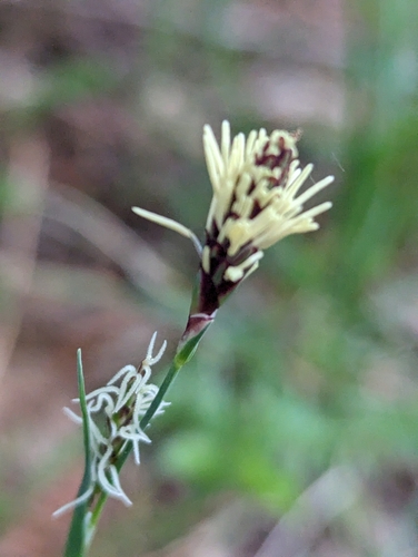Image of Carex californica by (c) David Anderson, some rights reserved (CC BY)