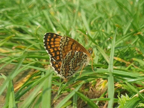 Glanville Fritillary, Sint Pieter, Maastricht, Alankomaat, photo 5 of 10