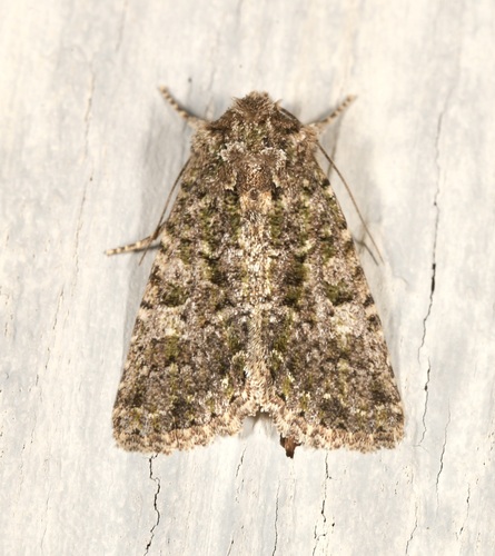 iNaturalist observation photo of Viridiseptis marina