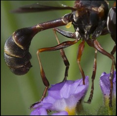 Physocephala sagittaria