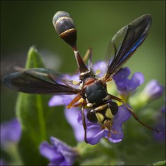 Physocephala sagittaria