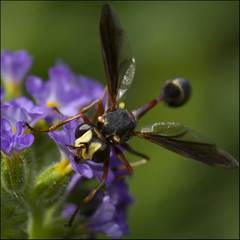 Physocephala sagittaria