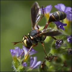 Physocephala sagittaria