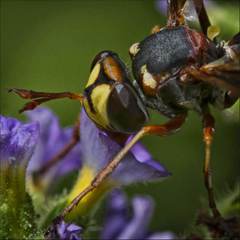 Physocephala sagittaria