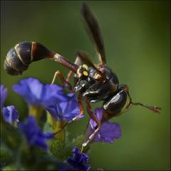 Physocephala sagittaria