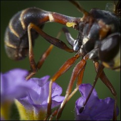 Physocephala sagittaria