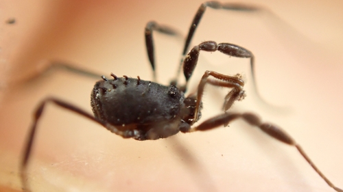 Nemastomella monchiquensis