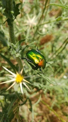 Protaetia cuprea ignicollis