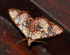 Glyphodes canthusalis