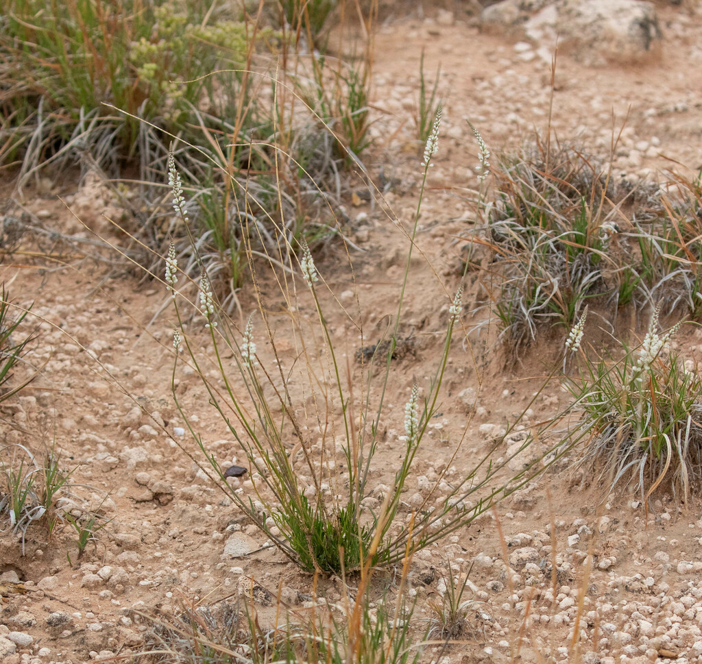 white milkwort from Randall County, TX, USA on May 3, 2024 at 11:05 AM ...