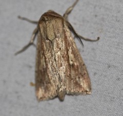 Mythimna decisissima